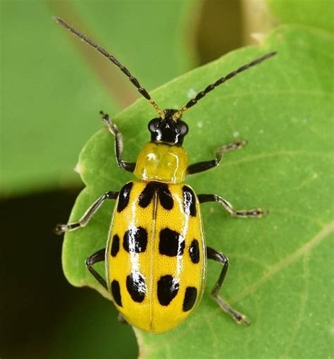 11 Most Common Yellow Bugs On Plants Balcony Garden Web