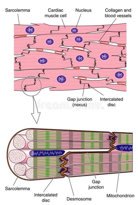 Anatomy of cardiac muscle stock vector. Illustration of myocardial ...