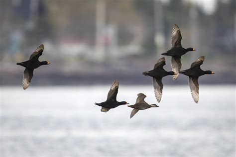 Macreuse Bec Jaune Oiseaux Canards Du Qu Bec