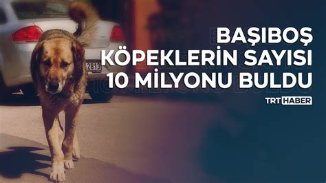 Başıboş köpeklerin sayısı 10 milyonu buldu YouTube