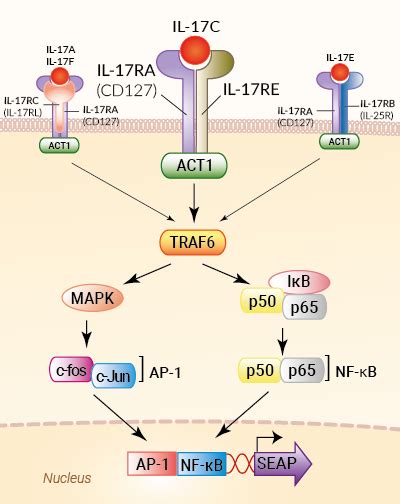 Il 17 Signaling Pathway