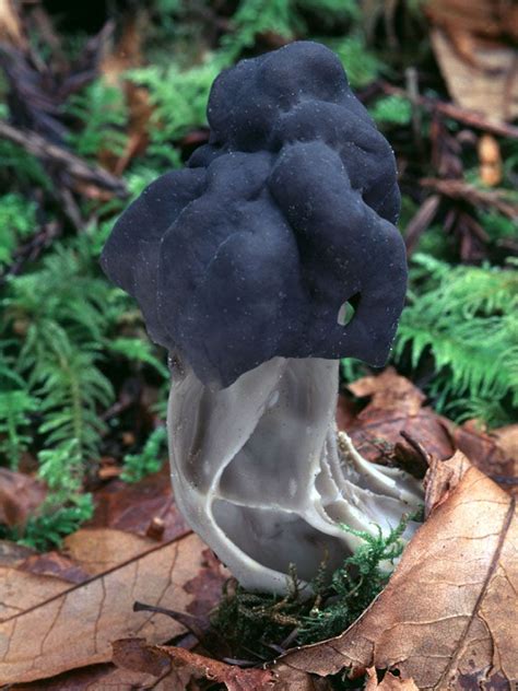 Helvella Lacunosa Edible Mushrooms Stuffed Mushrooms Fungi