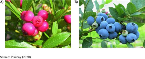 Different Blueberry Colors A Pink Colored Fruits B Blue Colored