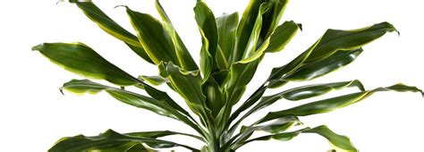 Dracaena Fragrans Il Tronchetto Della Felicit La Pi Facile In