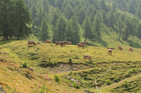 Accompagnateur En Montagne Vache Brune Suisse Race Bovine