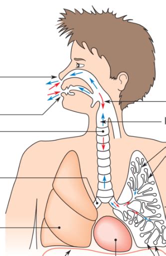 Diagramme De Appareil Respiratoire Quizlet