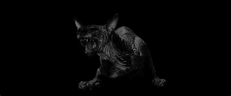Naked cat by RV16 on DeviantArt