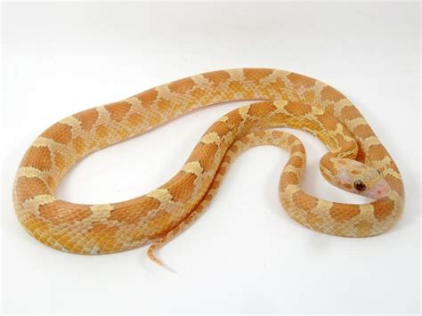 Diffused Gold Dust Cornsnake - Ians Vivarium