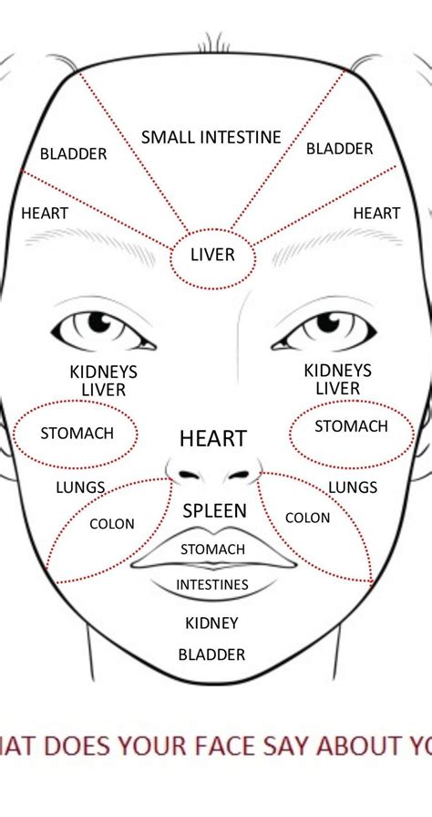 Face Mapping What Your Skin Says Artofit