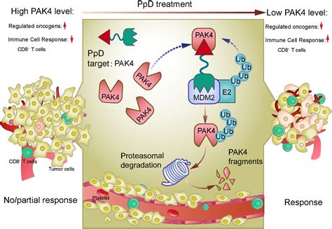 Development Of A PAK4 Targeting PROTAC For Renal Carcinoma Therapy