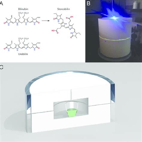 (A) Chemical structure of bilirubin, stercobilin, and urobilin. These ...