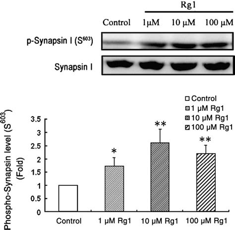 Figure 2 From Ginsenoside Rg1 Promotes Glutamate Release Via A Calcium