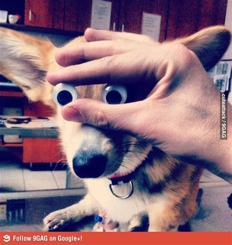 Everything is more fun with googly eyes | Fun, Funny cute, More fun