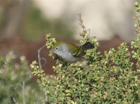 Chestnut Sided Warbler Peterschneekloth Flickr