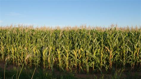 Premium Stock Video Cornfield Panning Camera Movement Scene And