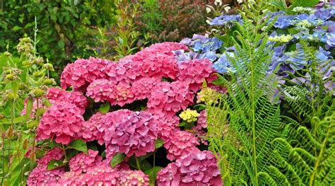 Astilbe Hydrangea Bouquet