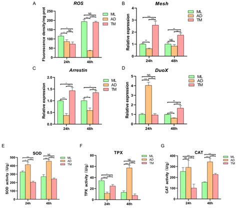 IJMS Free Full Text Homeostatic Regulation Of The Duox ROS Defense