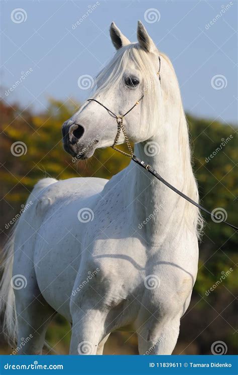 White Arabian Horse Stock Image - Image: 11839611