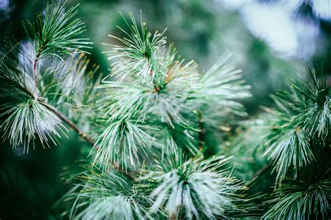 How to Plant Evergreen Trees | Planting & Care Guide for Evergreen Trees