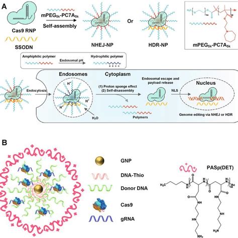 Gsh Responsive Crispr Cas9 Delivery Nanoformulations Schematic Download Scientific Diagram