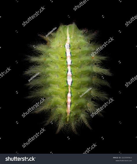 Slug Moth Caterpillar Philippines Visayas Region Stock Photo 2223597813