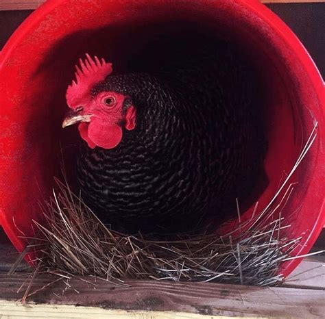 How To Turn 5 Gallon Buckets Into Nesting Boxes Nesting Boxes Chicken Laying Boxes 5 Gallon