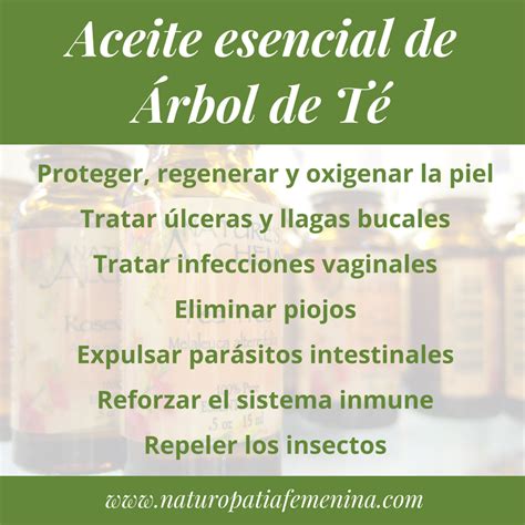 Cap Tulo Interrumpir Gran Roble Aceite Esencial De Arbol De Te