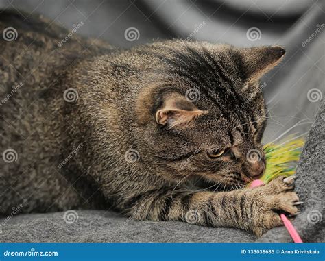 Cat Playing with a Toy with Feathers Stock Image - Image of domestic ...