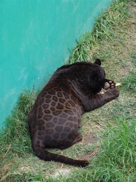 Jaguar Panthera Onca Facts
