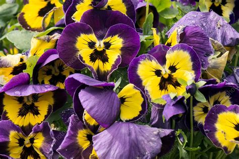 Pansy Viola Matrix Purple Wing Stock Image C Science