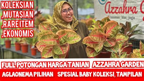 Spesial Full Potongan Harga Aglaonema Trah Terbaik Tanian Azzahra