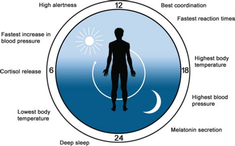 The Human Body Clock