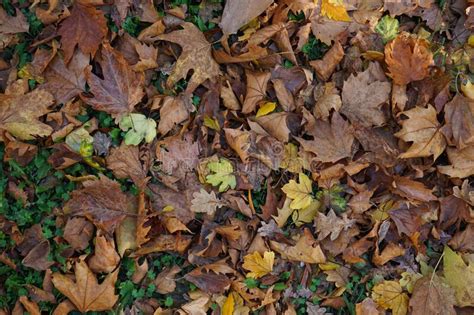 Autumn Multi Colored Maple Leaves Lie On The Grass Top View Stock