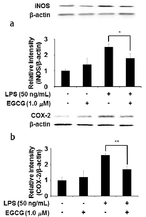 Effect Of Egcg On Lps Induced Inos A And Cox 2 B Expression