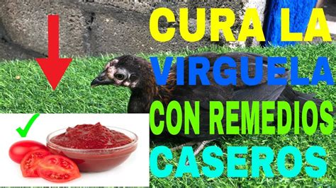 Como Curar La Virguela Con Remedios Caseros Educando Galleros Youtube