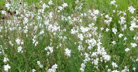 Gaura Lindheimeri Whirling Butterflies Lindheimers Prachtkaars