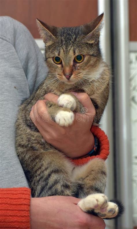 Lindo Gato Rayado Con Patas Blancas En Los Brazos Imagen De Archivo