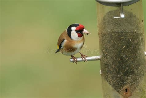 A Stunning Goldfinch, Carduelis Carduelis, Feeding on Niger Seed in a ...