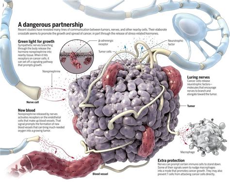 Nanoprofe on Twitter Estudios recientes revelan cómo se comunican los