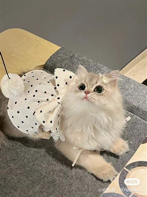 Gato Con Vestido Sentado En Una Silla