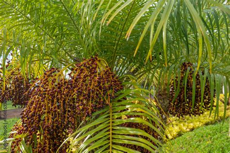 Phoenix Roebelenii With Common Names Of Dwarf Date Palm Pygmy Date