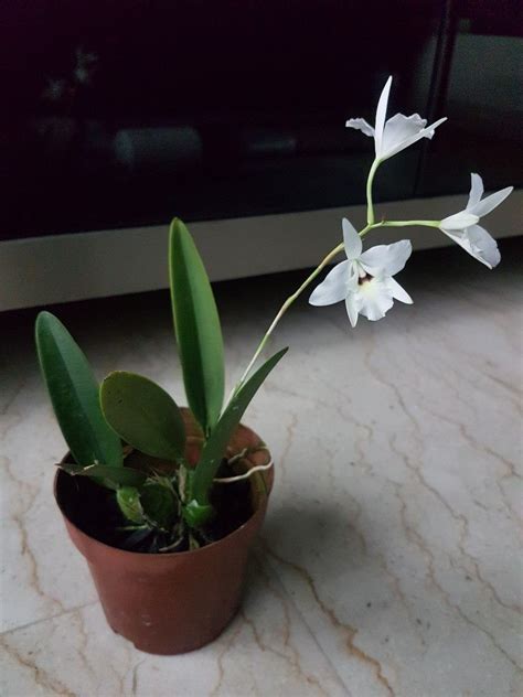 Laelia Rubescens Var Semi Alba Orchid Blooming Furniture Home