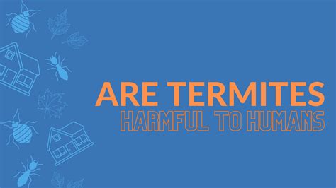 Are Termites Harmful To Humans Go2 Pros