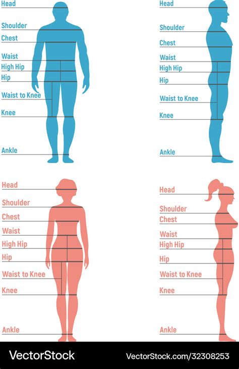 Male And Female Size Chart Anatomy Human Vector Image