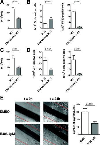 The Oral Spleen Tyrosine Kinase Inhibitor Fostamatinib Attenuates