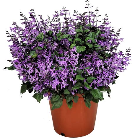 Plectranthus Mona Lavender Plants for Sale Online