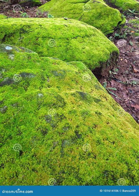 Stone Covered With Moss Stock Photo Image Of Leaves 101614106