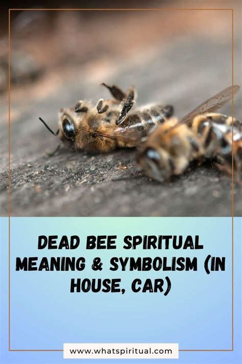 Dead Bee Spiritual Meaning Symbolism In House Car What Spiritual