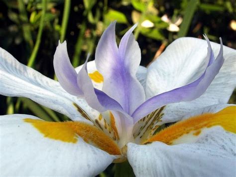 Free Images Nature White Photography Flower Purple Petal Pollen