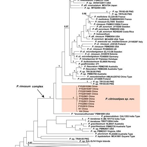 Bayesian Phylogeny Of Pseudosperma Inferred From Combined Data Of Its